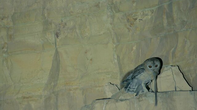 Rare Footage of Desert Tawny Owl nesting. brings Bushy-tailed jird