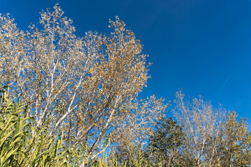 Natural Landscape with Growing Vegetation