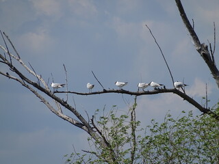 Black-headed gulls sit on a branch