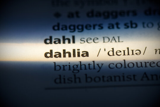 dahlia