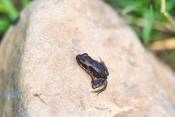Naklejka premium Tiny toad resting on a litle rock photo made outside in Weert the Netherlands