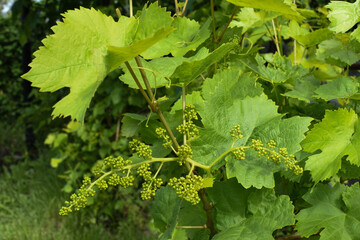 Grape plant for wine with small green grapes