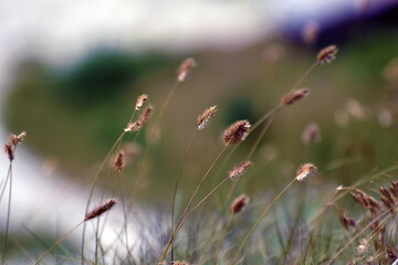 macro beautiful summer sunny day