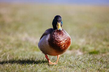 Wild Duck in New Zealand