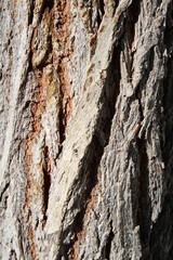 bark of a tree