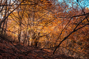 Beautiful autumn beech forest with yellow and orange colors. Beech Forest of Pedrosa in Segovia, Spain