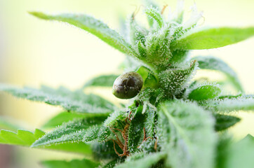 agriculture, background, botany, bud, buds, cannabis, close up, closeup, crop, cultivated, cultivation, culture, dope, drug, farm, farming, flower, grass, green, grow, growth, harvest, hash, health, h