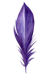 Violet feather pen on white background, watercolor illustration