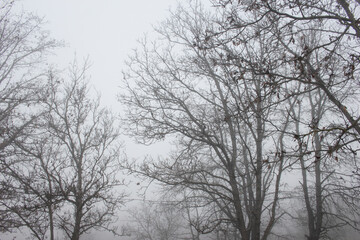 Fototapeta na wymiar Outdoor countryside autumn foggy scenery in the morning 