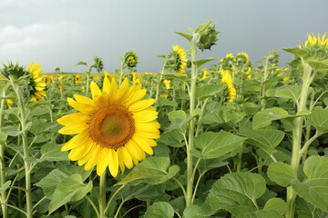 Sunflower field before a thunderstormr, Altai Territory, Russia