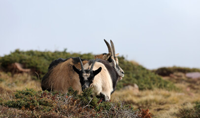 Ziege in den Bergen in Südtirol