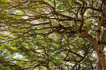 Obraz premium Treetop. Underneath view of wide, sprawling tree in Hawaiian forest