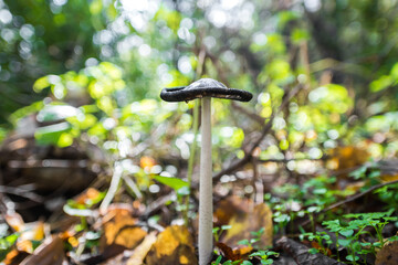 Mushroom with black cap on forest ground emerges above fallen leaves. Close up view. Ground view