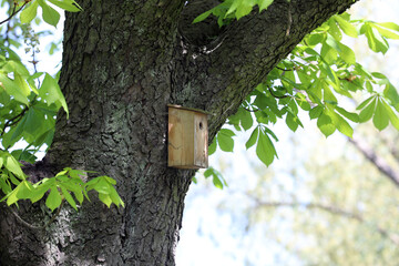 Apartment for small birds in the chestnut forest