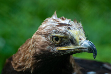 Bird of prey view. Curved beak. Close-up.