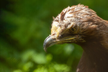 Bird of prey view. Curved beak. Close-up.