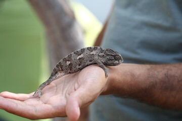 chameleon on the tree and in the hands