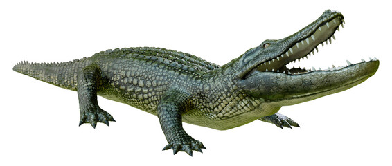 3D Rendering Green Alligator on White