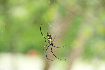 Golden Web Spider on its web