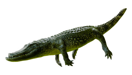 Naklejka premium 3D Rendering Green Alligator on White