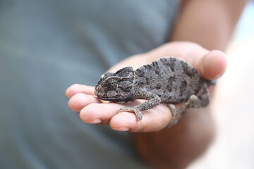 chameleon on the tree and in the hands