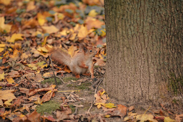 Naklejka na ściany i meble Squirrel among leafs. squirrel in the autumn forest with amid yellow leaves