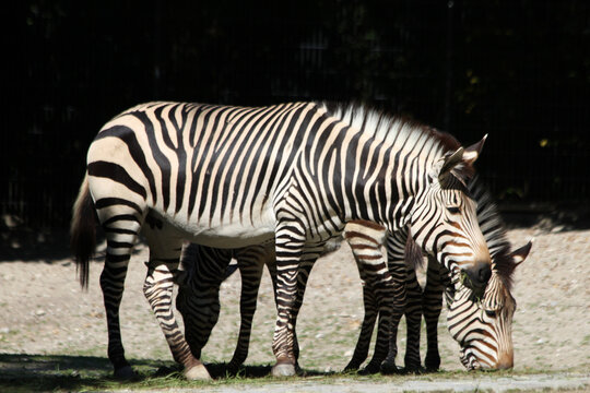 Hartmann-Bergzebra
