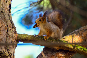 Squirrel after hibernation in spring