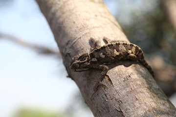 chameleon on the tree and in the hands