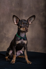 puppyMiniature pinscher with gradient background on black table