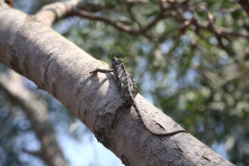 chameleon on the tree and in the hands
