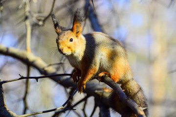 Squirrel after hibernation in spring