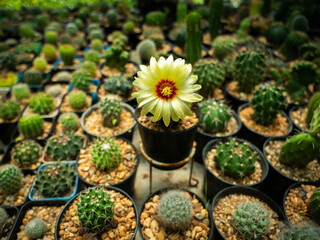 Yellow Cactus Flower Blooming