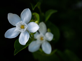 Large Gardenia Flowers Blooming