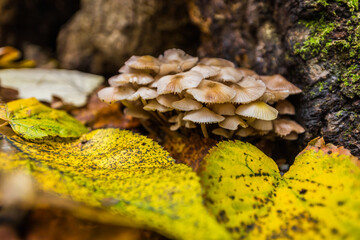 Small mushrooms emerges near tree crust on forest ground covered with fallen leaves