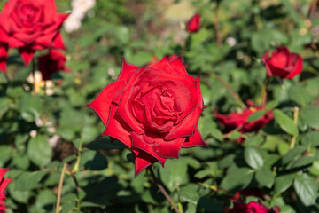 秋の薔薇