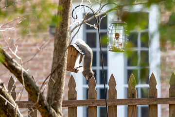 The squirrel on the bird feeder