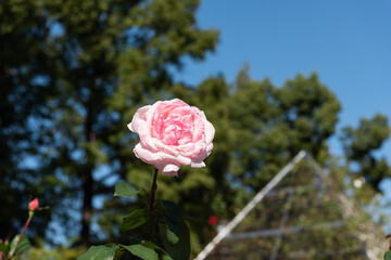 一輪の秋薔薇