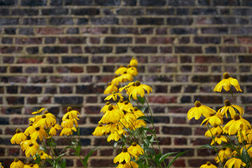 photography of yellow flowers in high quality