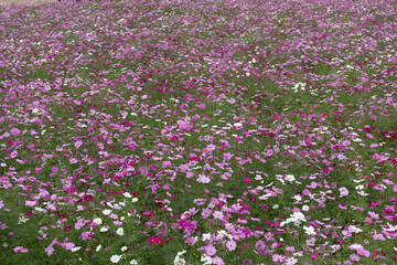 秋桜畑