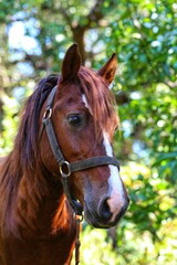 Obraz premium Portrait of a horse. State Of Goa. India