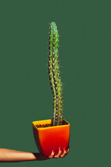 Plant, cactus. Modern art collage in pop-art style. Hands isolated on trendy colored background with copyspace, contrast. Modern design with copyspace for advertising. Trendy colors.