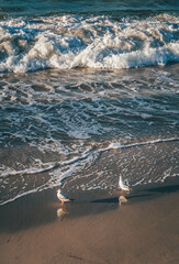Sea 