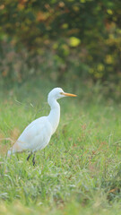 The white Cattle Egret bird wandering in the green grass of farm land.