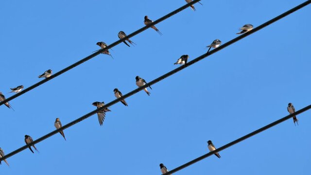 Swallows standing on wires under blue sky. Zoom in