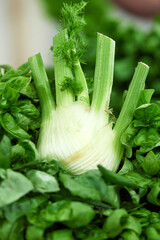 Fresh organic fennel without nitrates, close up