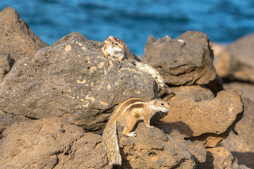 Cute little African ground squirrel on a background of stones in Fuerteventura, Spain