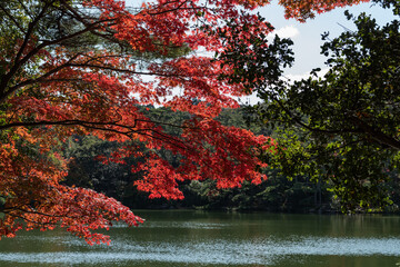 水辺の紅葉