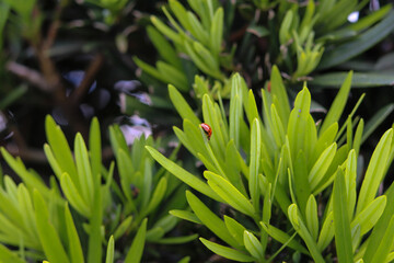 A beautiful ladybug walking through the leaves of the garden.