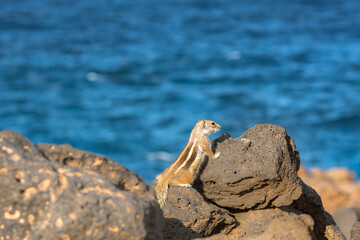 Cute little African ground squirrel on a background of stones in Fuerteventura, Spain